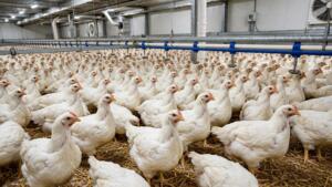 poulet