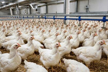 poulet
