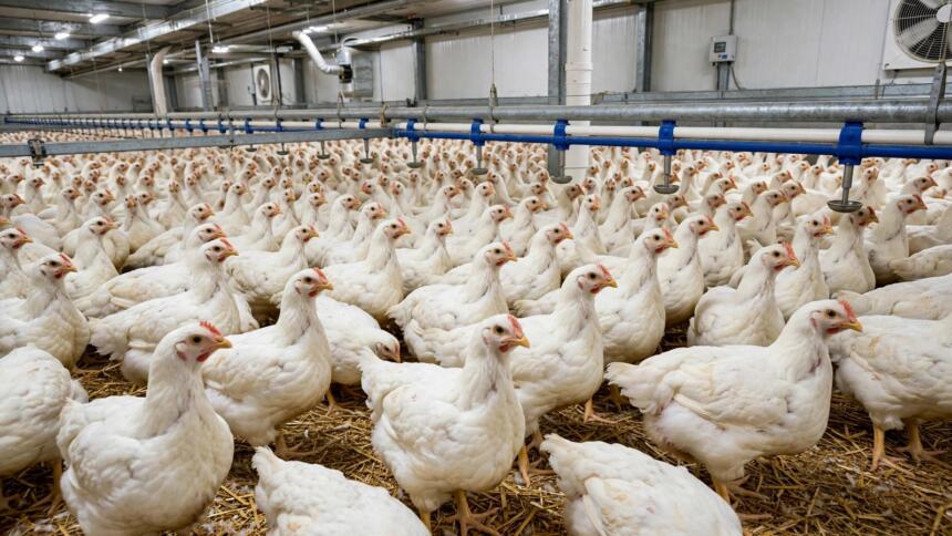 poulet