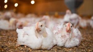 image poulet