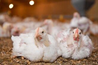 image poulet
