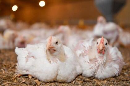 image poulet