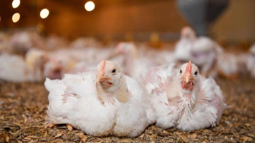 image poulet